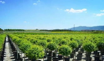 看國外先進苗圃，苗木產業的差距與啟示